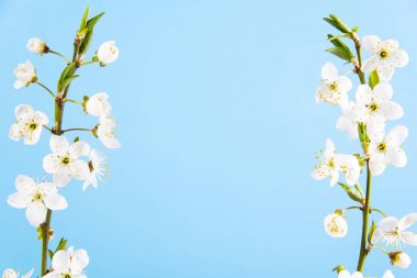Mavi bir arka plan üzerinde beyaz çiçekler ile güzel narin bahar dalları. Yukarıdan görüntüleyin. Düz metin için boşluk yatıyordu. Narin çiçekli kart Pembe çiçek arka plan
