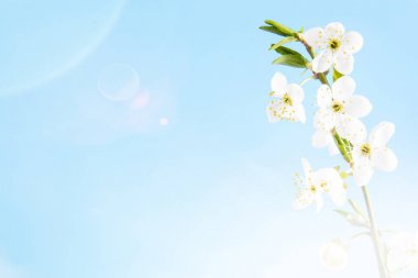 Mavi bir arka plan üzerinde beyaz çiçekler ile güzel narin bahar dalları. Yukarıdan görüntüleyin. Düz metin için boşluk yatıyordu. Narin çiçekli kart Pembe çiçek arka plan