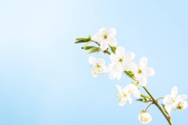 Mavi bir arka plan üzerinde beyaz çiçekler ile güzel narin bahar dalları. Yukarıdan görüntüleyin. Düz metin için boşluk yatıyordu. Narin çiçekli kart Pembe çiçek arka plan