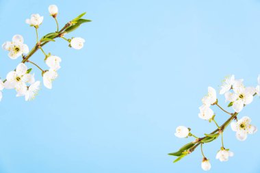 Mavi bir arka plan üzerinde beyaz çiçekler ile güzel narin bahar dalları. Yukarıdan görüntüleyin. Düz metin için boşluk yatıyordu. Narin çiçekli kart Pembe çiçek arka plan