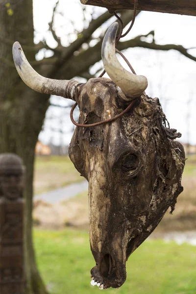 Cow skull at sunsetCow skull with horns hanging on a tree. Totem, paganism, symbol