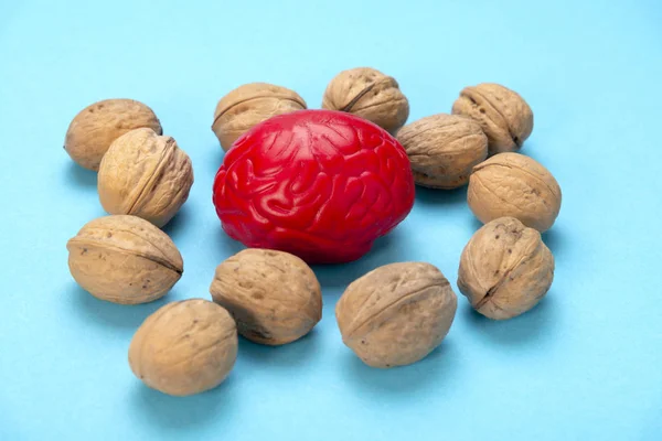Ořechy jako zdravé jídlo pro mozek. Tvar lidského mozku je obklopen jádry ořechů. Symbolizuje podobnost mozku s vlašskými ořechy a prokázanou účinnost jako zdravé jídlo pro mozek — Stock fotografie