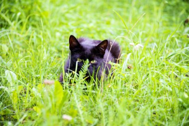 Beyaz kedi çalılar, tuzak avcılık için üzerinden bakmak