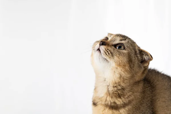Britské koťátko s ohnutýma ušima na bílém pozadí s místem pro text — Stock fotografie