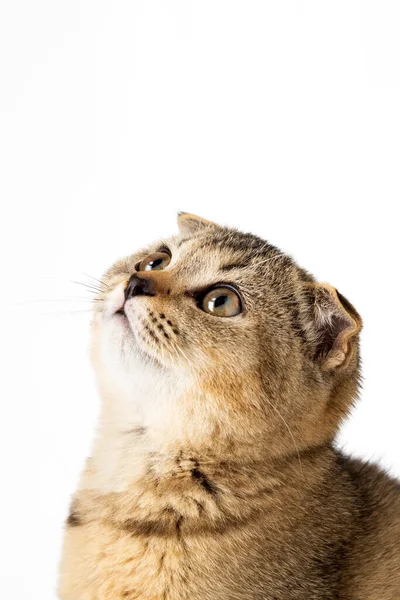 Brit kis cica hajtogatott fülek egy fehér háttér -val — Stock Fotó