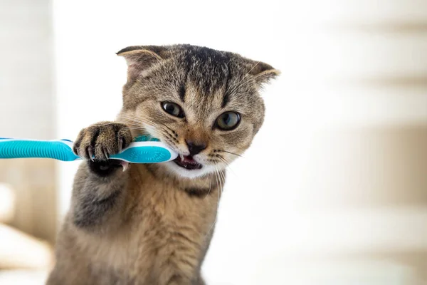 British kitten and a toothbrush. The cat is brushing his teeth — Stock Photo, Image