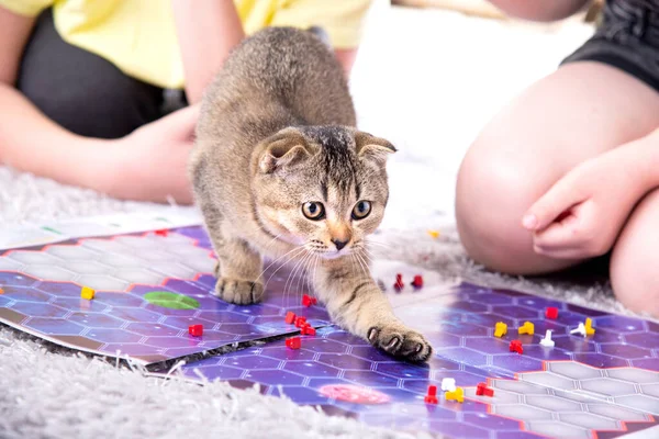 Dzieci bawią się z brytyjskim kotkiem w domu na dywanie. Kotek rozprasza żetony gry planszowej — Zdjęcie stockowe