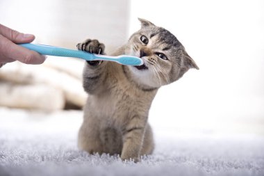 İngiliz kedi yavrusu ve diş fırçası. Kedi dişlerini fırçalıyor.