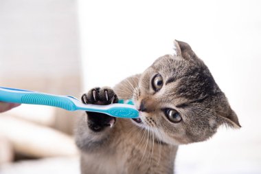 İngiliz kedi yavrusu ve diş fırçası. Kedi dişlerini fırçalıyor..
