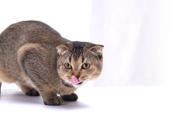 Scottish vika katt slickar sitt ansikte på en ljus bakgrund — Stockfoto