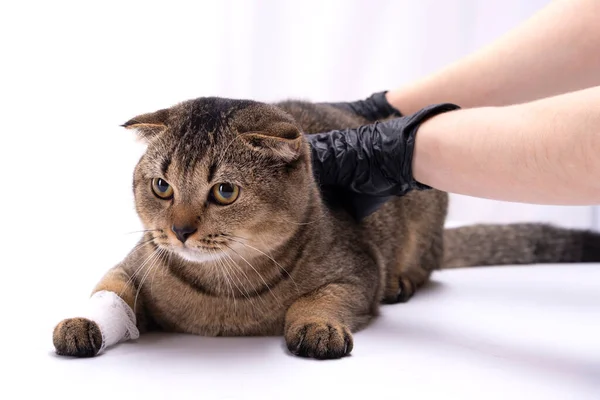 Weterynarz zabandażował łapę szkockiego kota Fold — Zdjęcie stockowe