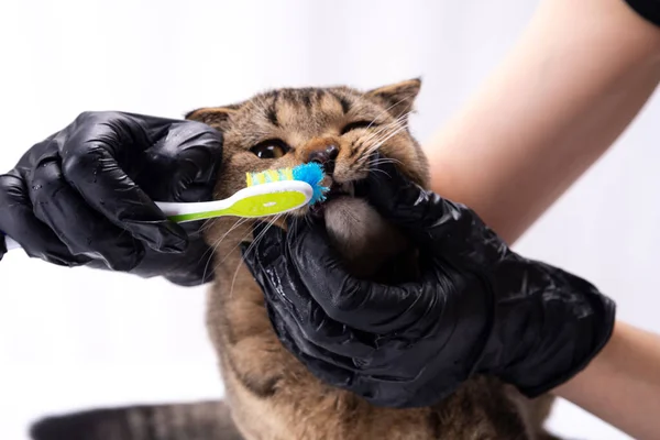 Μια Scottish Fold γάτα καθαρίζει τα δόντια του στον κτηνίατρο. Βούρτσισμα δοντιών — Φωτογραφία Αρχείου