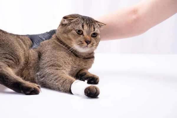 Ausgeschnittenes Bild eines Tierarztes, der eine süße braune Katze in einer Tierklinik untersucht. Eine Katzenpfote mit einem Verband zurückspulen — Stockfoto