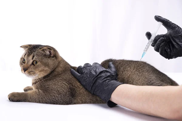 Pliez le chat écossais brun tenant la main dans des gants médicaux. Seringue dans une main. Concept de médecine vétérinaire, vaccination, santé des animaux de compagnie — Photo