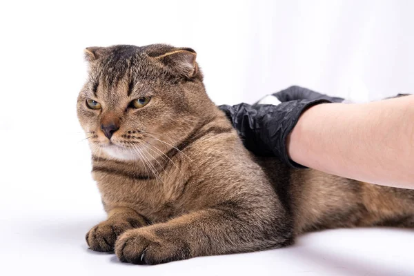 Scottish fold tabby cat beim Tierarzt. Sie überprüfte den Gesundheitszustand des Tierarztes auf dem Tisch im Untersuchungsraum, im Hintergrund eine Tierarzthelferin. Haustier- und Gesundheitskonzept — Stockfoto