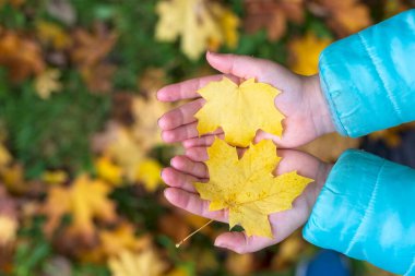 İki sonbahar sarı akçaağaç yaprakları bir çocuğun ellerinde yakın çekim yapar. Sonbahar manzarası. Ekim ayı başlarında iyi sonbahar havası.
