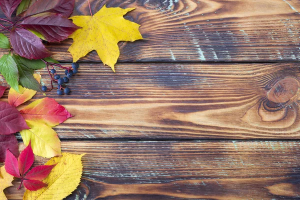 Colorful fall maple leaves on rustic wooden background. Life cycle of fall leaf. Thanksgiving holidays concept. Green, yellow and red autumn leaves. Top view, copy space.