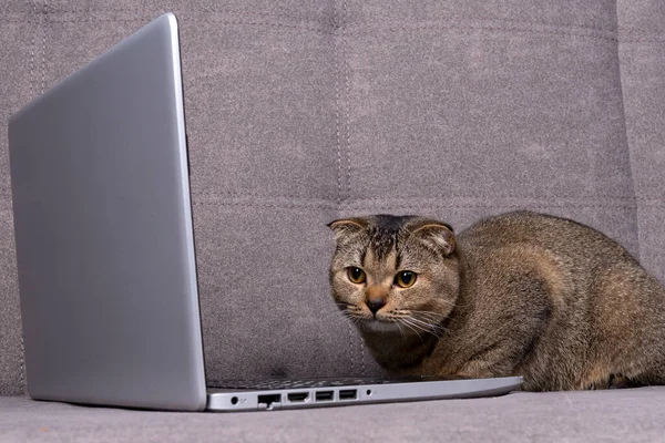 scottish fold cat with laptop on sofa.