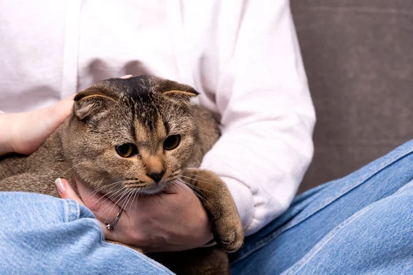Scottish Fold Kot Siedzi Ramionach Zwierzę Chowa Się Rękach Właściciela — Zdjęcie stockowe