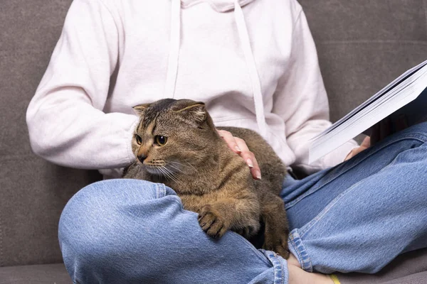 Schottische Faltkatze Sitzt Ihren Armen Das Haustier Versteckt Sich Den — Stockfoto