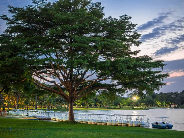 Swan Pedal Boats Big Tree Evening Relaxing Park — Stock Photo, Image