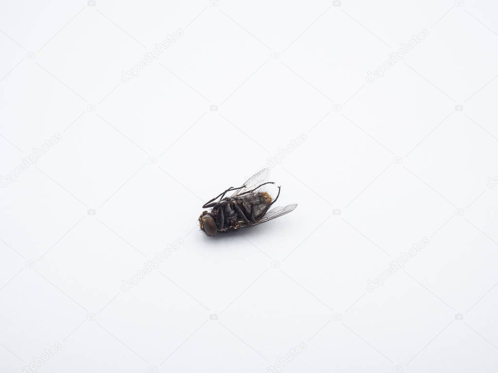 Close - up of a dead common housefly (insect) isolated on a white background.