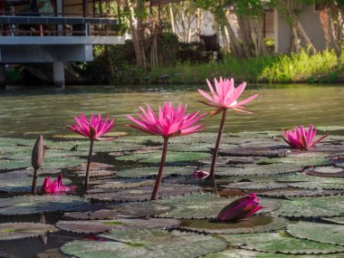 Güzel grup çiçek açan lotus çiçek veya lea su zambağı
