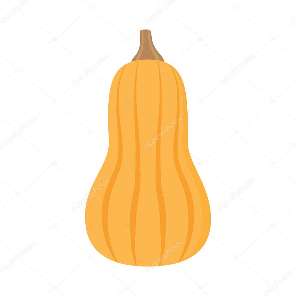 Light orange butternut squash vector illustration. Autumn pumpkin with brown stem, vegetable graphic icon or print, isolated. 