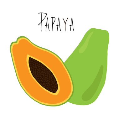 Papaya vektör Doodle illüstrasyon çizim, tohum ve arka tüm yeşil parça ile yarı olgun Papaya meyve kesilmiş, şeffaf arka plan ile izole, el yazısıyla. Sulu Papaya.
