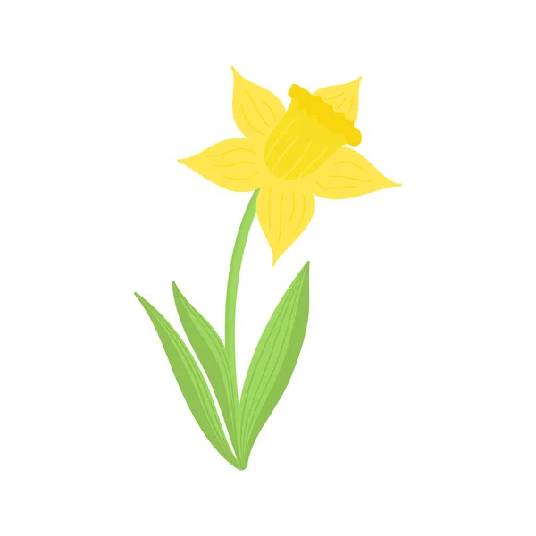 Narcissus flower hand drawn vector illustration. Simple yellow spring narcissus flower icon with green stem and leaves, isolated.