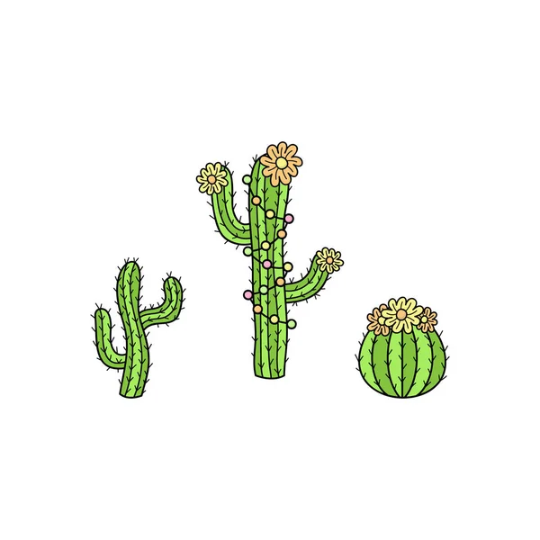 Colección Cactus Dibujado Mano Lindas Ilustraciones Vectoriales Delineadas Plantas Cactus — Archivo Imágenes Vectoriales