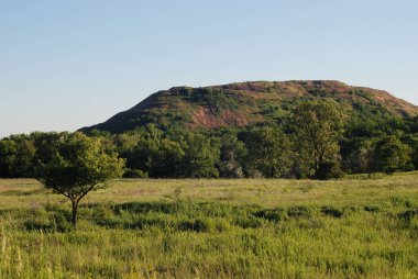 ağaç ve dağ vahşi