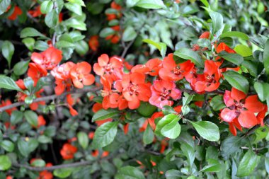 Güzel bahar aylarında Ukrayna