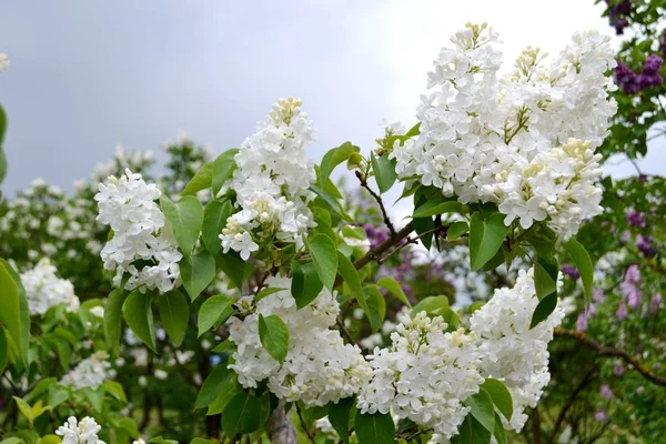 Bella Primavera Ucraina — Foto Stock