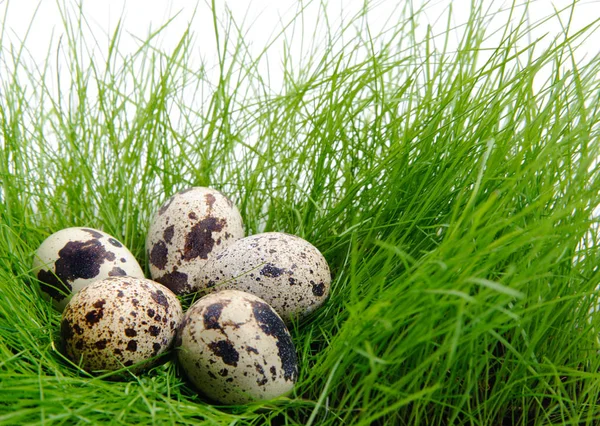 Fünf Gefleckte Wachteleier Einem Nest Aus Grünem Gras — Stockfoto