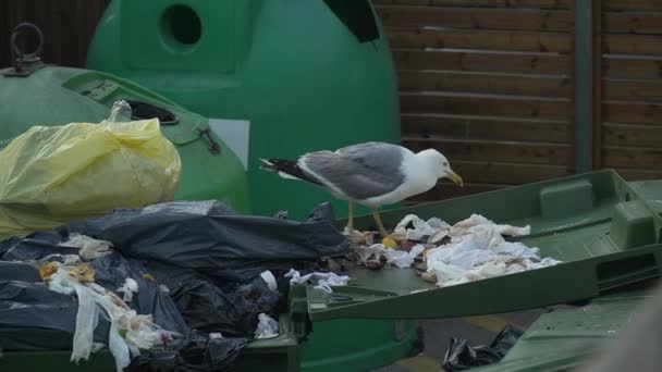 Gaviota Está Cavando Basura — Vídeos de Stock