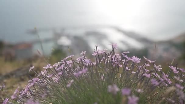 Pequeñas Flores Lila Crecen Montaña Fondo Puerto Desenfocado — Vídeos de Stock