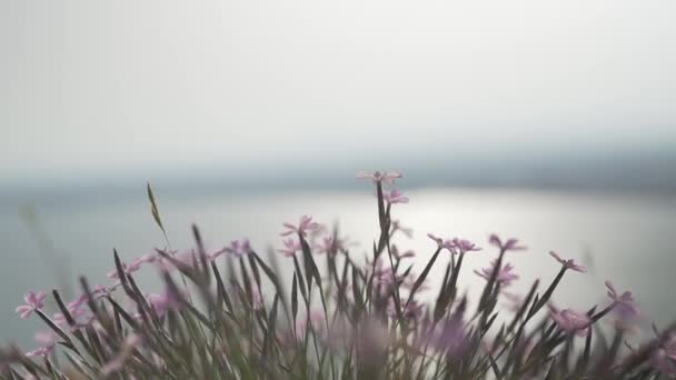 Kleine Fliederfarbene Blumen Wachsen Auf Dem Berg Hintergrund Unfokussierten Hafen — Stockvideo