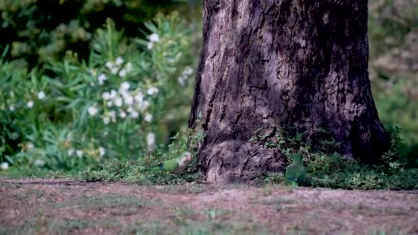 Due Pappagalli Camminano Sotto Corona Grande Albero Mangiano Erba — Video Stock