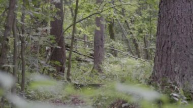 iki bisikletçiler orman yolu boyunca binmek, birbiri ardına bir sıçrama tahtası üzerinde atlama