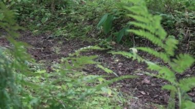 iki bisikletçiler bir orman yolu boyunca sürücü, kir tekerleklerin altından uçar