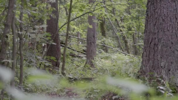 Två cyklister rida längs skogsvägen, hoppa på en språngbräda en efter en — Stockvideo