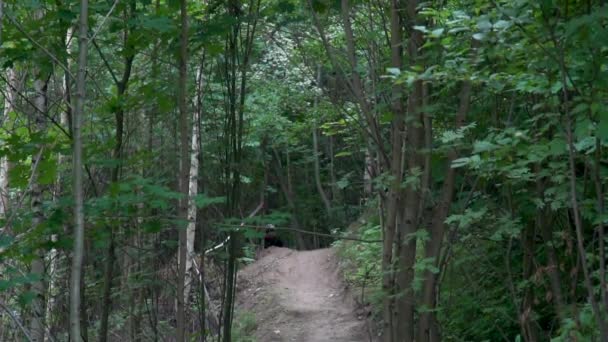 Cyclist descends along an dirt road down surrounded by trees springboard jumping — Stock Video