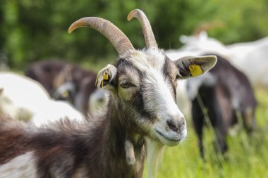 küçük çiftlik keçi