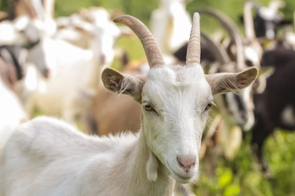 Ziege Auf Dem Kleinen Bauernhof — Stockfoto