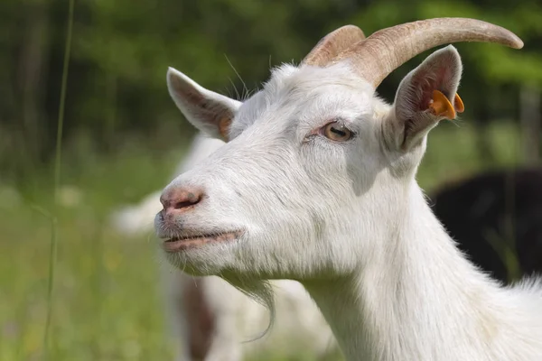 Chèvre Dans Petite Ferme — Photo