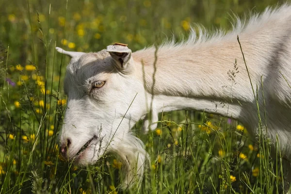 Ziege Auf Dem Kleinen Bauernhof — Stockfoto