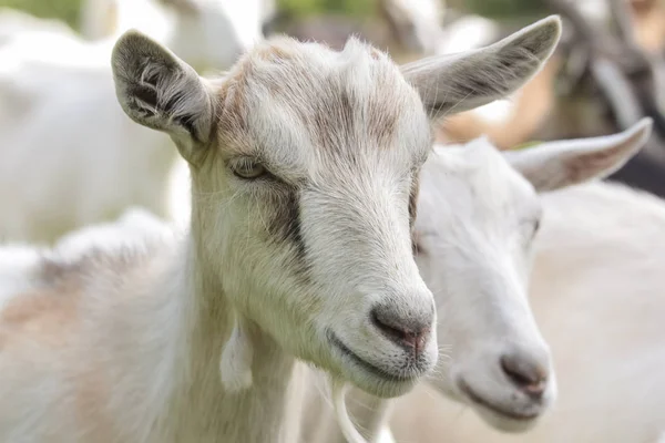 Ziege Auf Dem Kleinen Bauernhof — Stockfoto