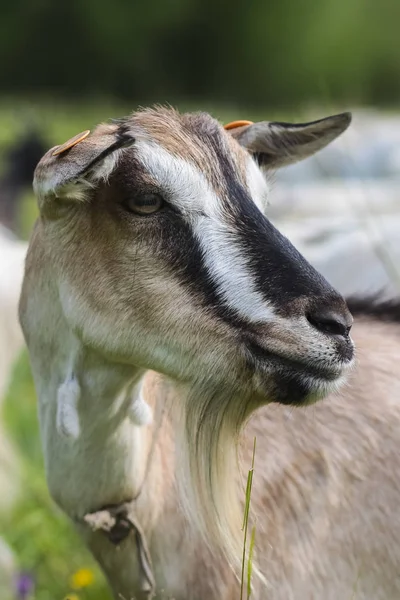 Chèvre Dans Petite Ferme — Photo