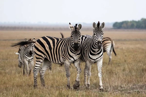 Cape Mountain Zebra Equus Zebra Mare Foal Mountain Zebra National — Stock Photo, Image